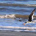 Black Skimmer