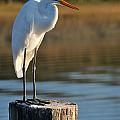 Great White Heron