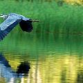 Great Blue Heron on Golden Pond